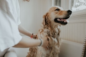 狗狗正在洗澡。