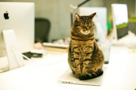 猫坐在灰色的笔记本电脑。