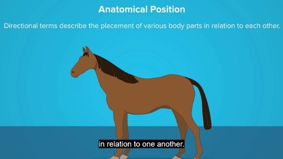 马解剖交互模型实例。