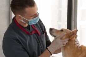 兽医技术检查狗。