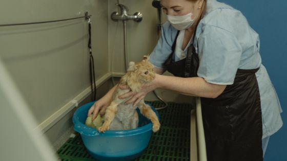 兽医助理给猫洗澡。
